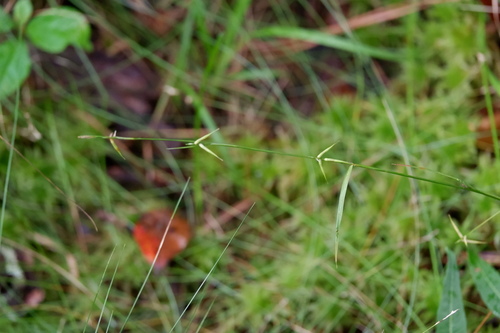 Image of Carex collinsii by (c) Bonnie Semmling, some rights reserved (CC BY)