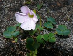 Oxalis commutata commutata