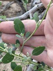 Chenopodium leptophyllum