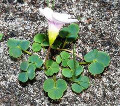 Oxalis commutata commutata