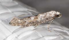 Ochromolopis ramapoella