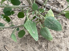 Chenopodium leptophyllum