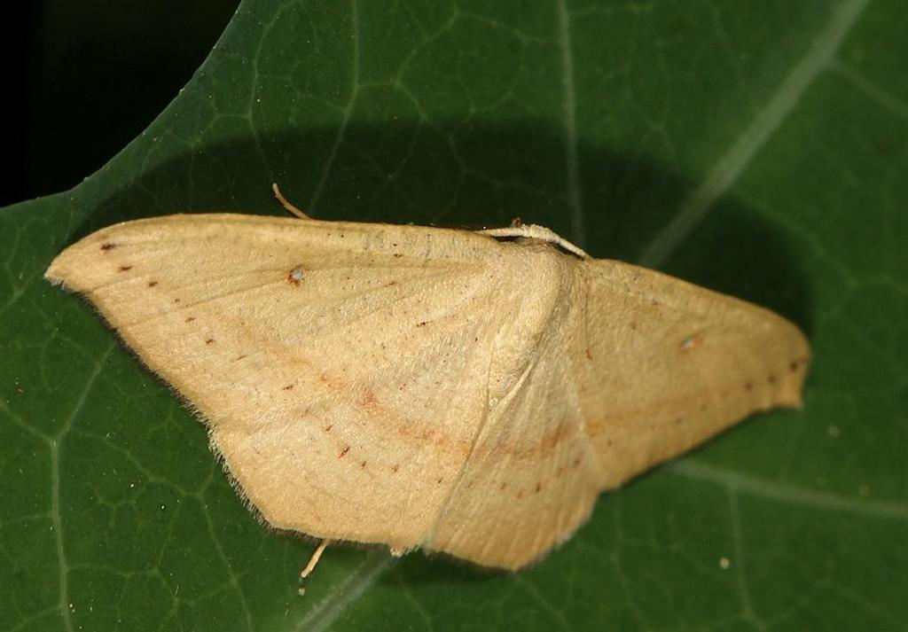 Traminda falcata