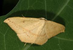 Pseudosterrha falcata