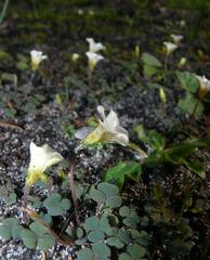 Oxalis punctata