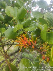 Psittacanthus dichrous