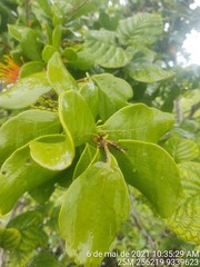 Psittacanthus dichrous