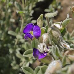 Lotononis lotononoides