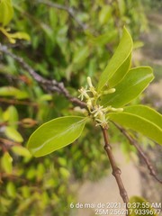 Struthanthus syringifolius