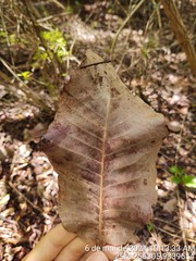 Curatella americana