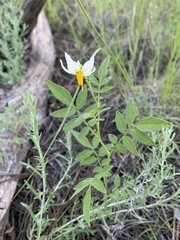 Solanum jamesii