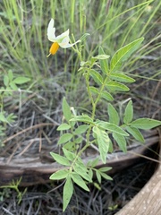 Solanum jamesii
