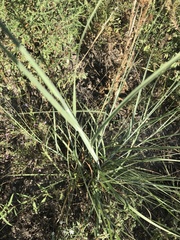 Leptochloa dubia