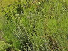 Lotononis lotononoides