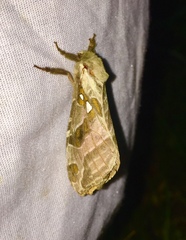 Sthenopis argenteomaculatus