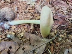 Entoloma griseum