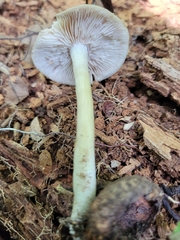 Entoloma griseum