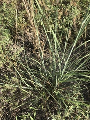 Leptochloa dubia