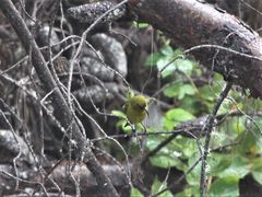 Chlorodrepanis virens wilsoni