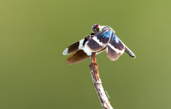 Zenithoptera lanei