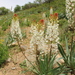 Eremurus lactiflorus - Photo (c) Наталья Бешко, some rights reserved (CC BY-NC), uploaded by Наталья Бешко