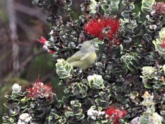 Chlorodrepanis virens wilsoni