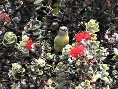 Chlorodrepanis virens wilsoni