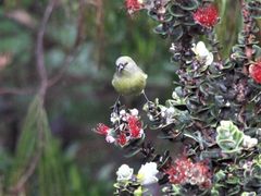Chlorodrepanis virens wilsoni