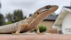 Elgaria multicarinata