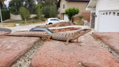 Elgaria multicarinata