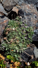 Erigeron salishii