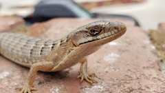 Elgaria multicarinata