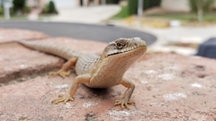 Elgaria multicarinata