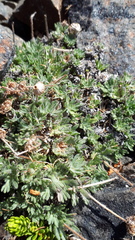 Erigeron salishii