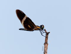 Zenithoptera lanei