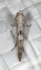 Ochromolopis ramapoella