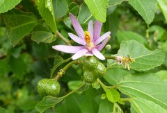 Grewia occidentalis occidentalis