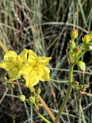 Liparophyllum exaltatum