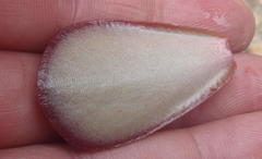 Adromischus sphenophyllus