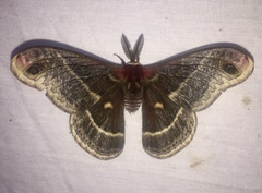 Hyalophora columbia
