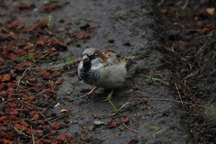 Passer domesticus