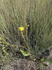 Liparophyllum exaltatum