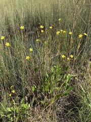 Liparophyllum exaltatum