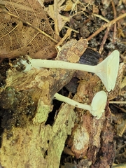 Clitocybe americana