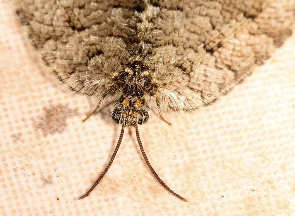 Zygophlebiinae