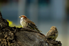 Passer domesticus