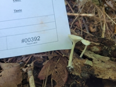 Clitocybe americana