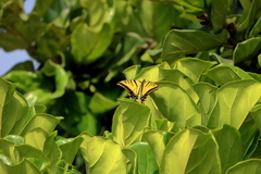 Papilio multicaudata