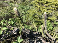 Coleocephalocereus fluminensis