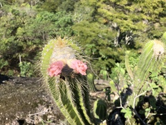 Coleocephalocereus fluminensis